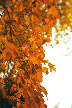 Dalları üzerinde sarı yapraklar