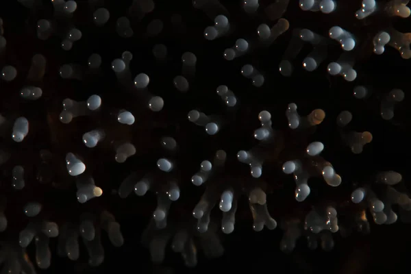 Кораловий гриб на дереві — стокове фото