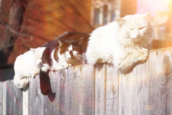 Gatos divertidos se sientan en la valla —  Fotos de Stock