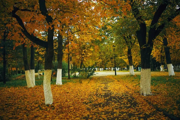 Trees  in autumn park — Stock Photo, Image