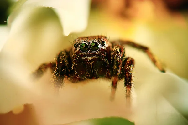 곤충, 거미, 매크로 — 스톡 사진