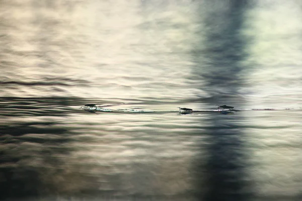 Насекомые на поверхности воды — стоковое фото