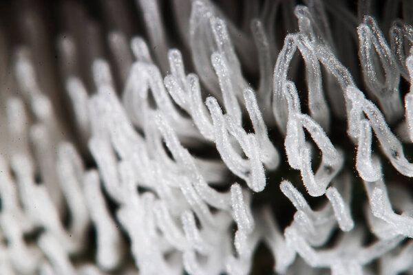 Коралловый гриб на дереве
