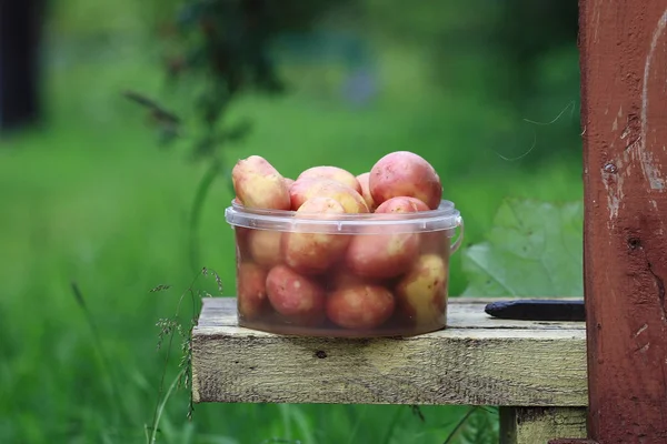 Ruwe jonge aardappelen — Stockfoto