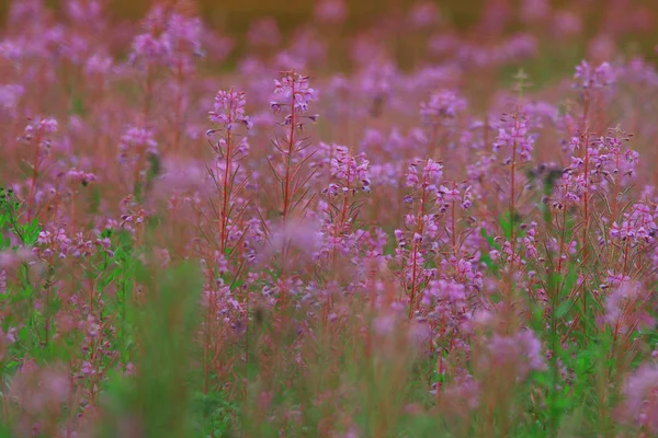 Mjölkört blommor i sommar — Stockfoto