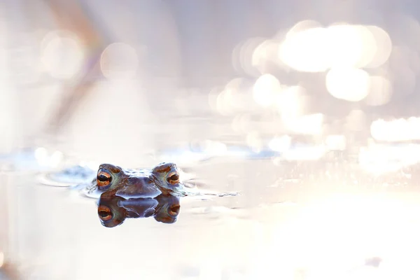 Eyes of frog on water — Stock Photo, Image