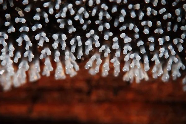 Кораловий гриб на дереві — стокове фото