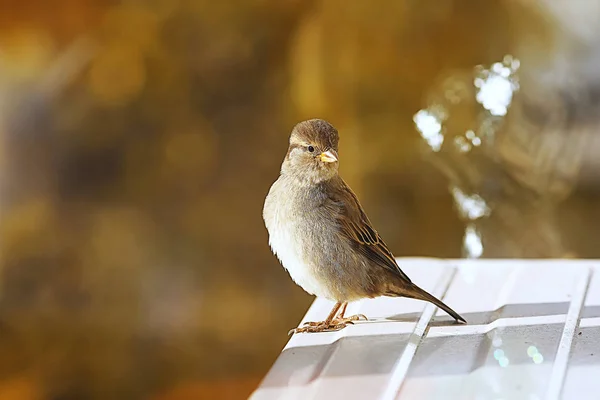 Sparrow on an iron roof — Stock Photo, Image