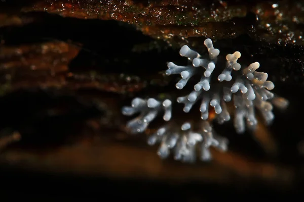 Koraal paddestoelen op een boom — Stockfoto