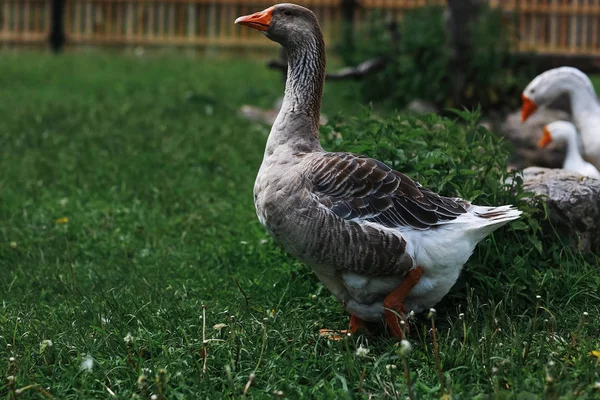 Gänse auf einem Bauernhof an einem Tag — Stockfoto