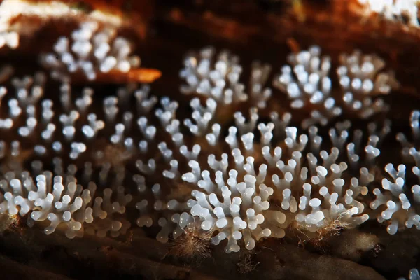 Cogumelo de coral em uma árvore — Fotografia de Stock