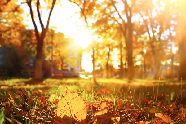 Sunny weather in autumn park — Stock Photo, Image
