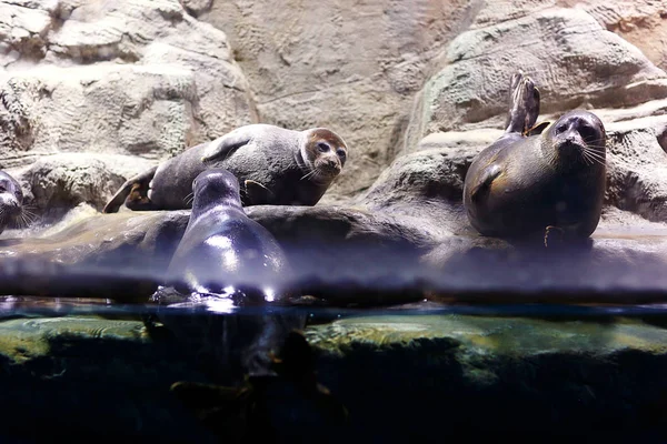 水族館動物園のシール — ストック写真