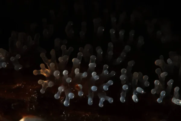 Cogumelo de coral em uma árvore — Fotografia de Stock