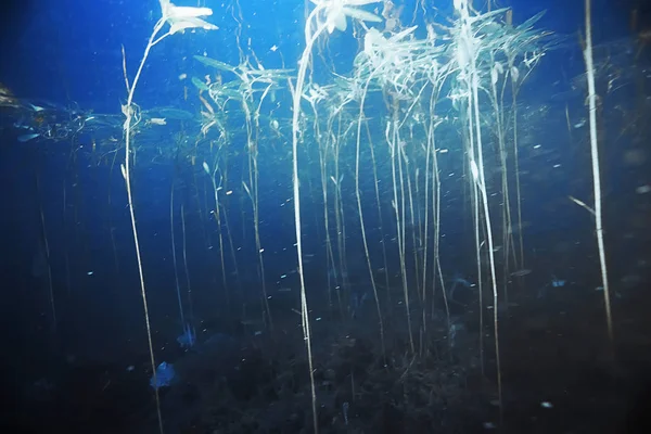 Yosun ve mercan ile deniz dibinin