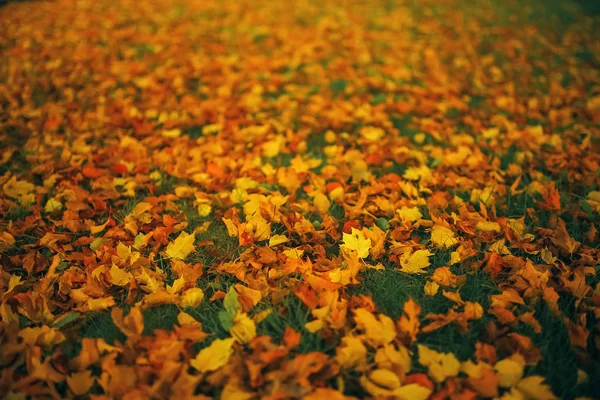 Gevallen bladeren lon de grond — Stockfoto