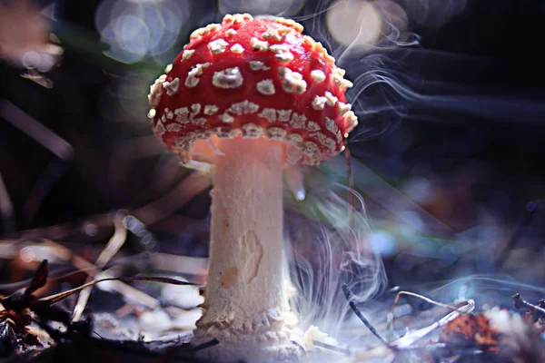 Cogumelo de toadstool fungo — Fotografia de Stock