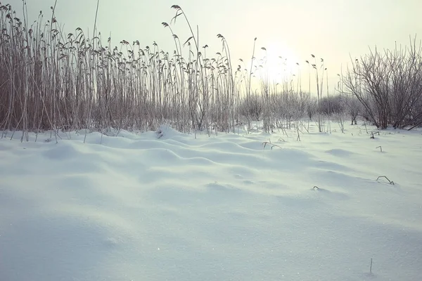 Grama seca na neve — Fotografia de Stock