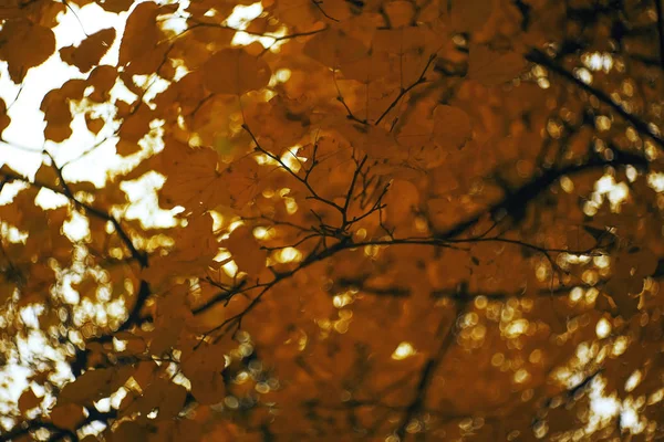 Bäume im Herbstpark — Stockfoto