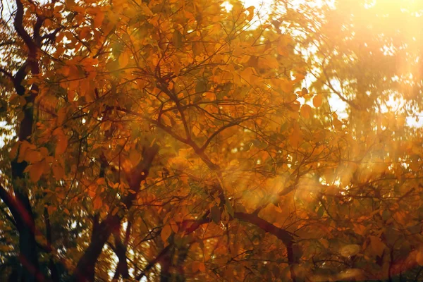 Alberi nel parco autunnale — Foto Stock