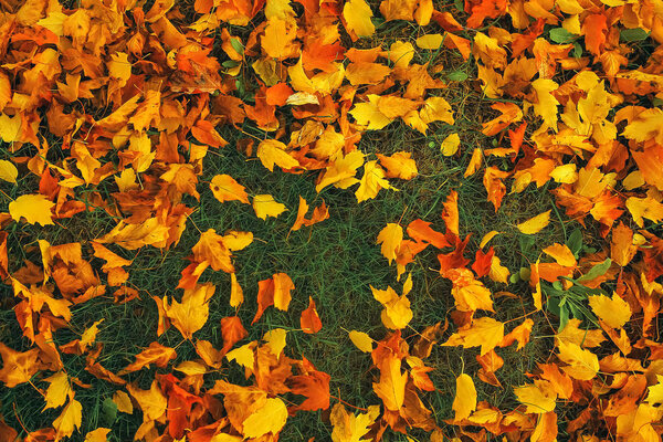 Fallen leaves lon the ground