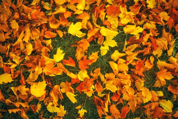 Fallen leaves lon the ground — Stock Photo, Image