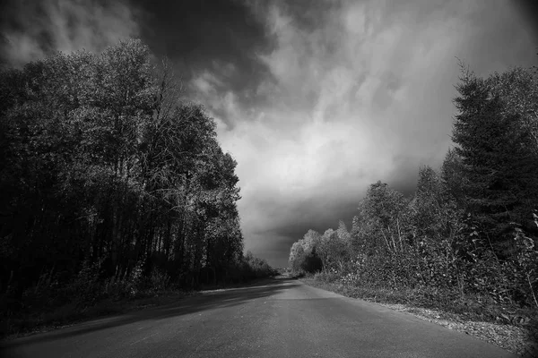 Árboles que crecen junto a la carretera —  Fotos de Stock