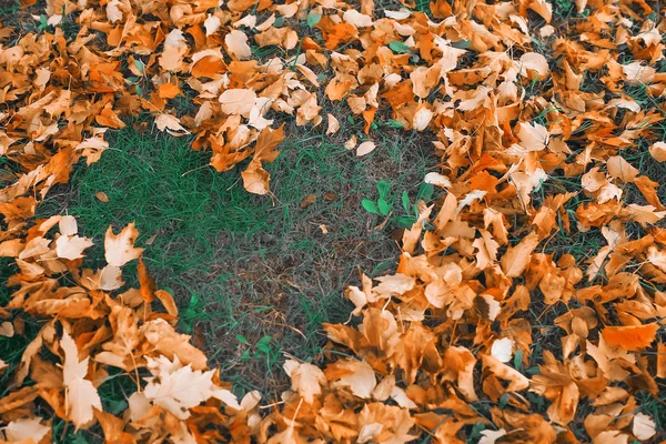 Heart of autumn leaves on the grass — Stock Photo, Image