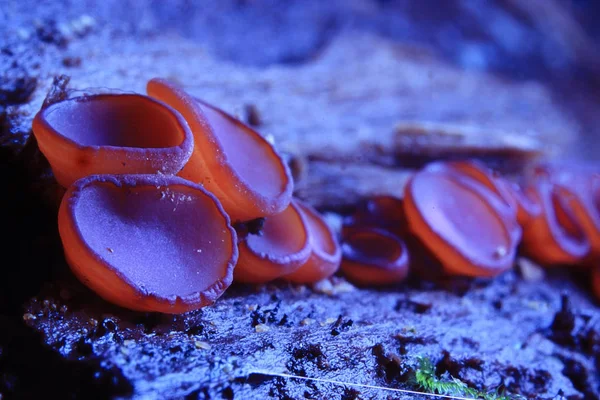 Mantar, sarcoscypha coccinea — Stok fotoğraf