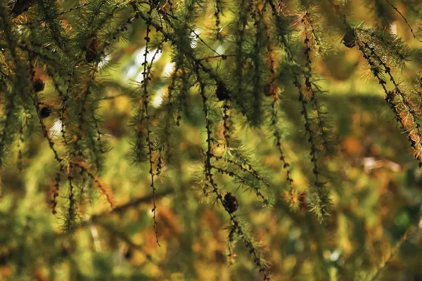 Sunny weather in autumn park — Stock Photo, Image