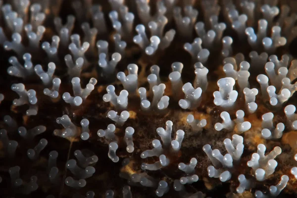 Cogumelo de coral em uma árvore — Fotografia de Stock