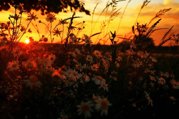 Grama no campo ao pôr-do-sol — Fotografia de Stock