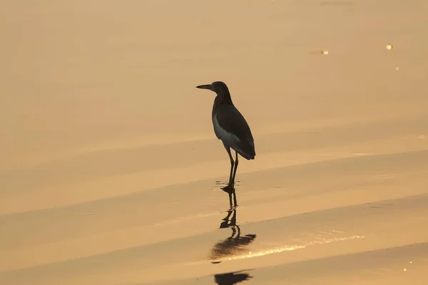 Pták kráčí po pláži — Stock fotografie