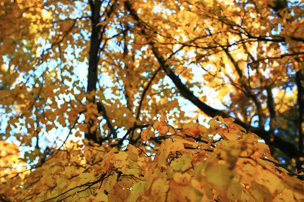 Soligt väder i höst park — Stockfoto