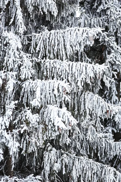 Foresta invernale innevata — Foto Stock