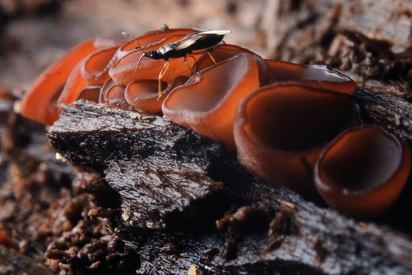 Houby, sarcoscypha coccinea — Stock fotografie