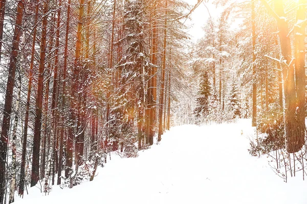 雪に覆われた冬の森 — ストック写真