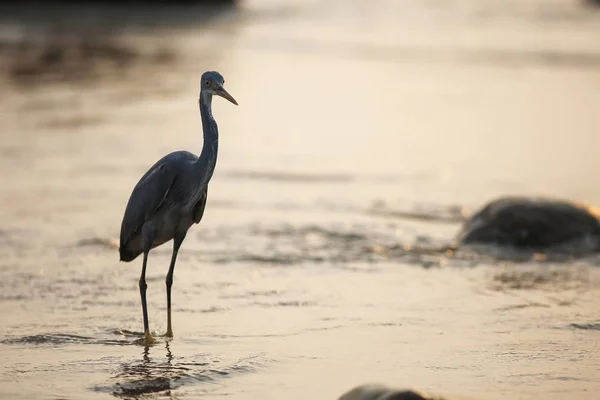 해변을 걷고 있는 새 — 스톡 사진