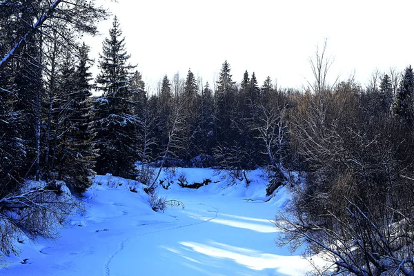 Bella foresta invernale — Foto Stock