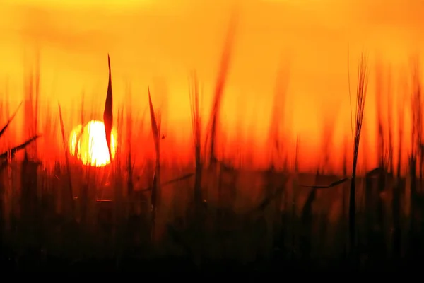 Herbe dans le champ au coucher du soleil — Photo