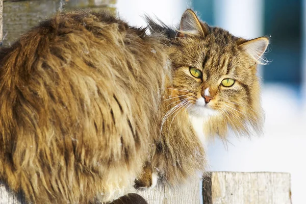 Chat drôle assis sur la clôture — Photo