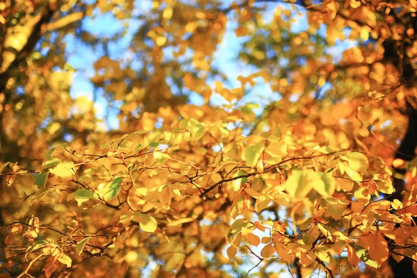 Tempo soleggiato nel parco autunnale — Foto Stock