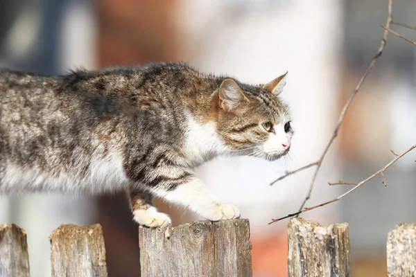 Chat drôle assis sur la clôture — Photo