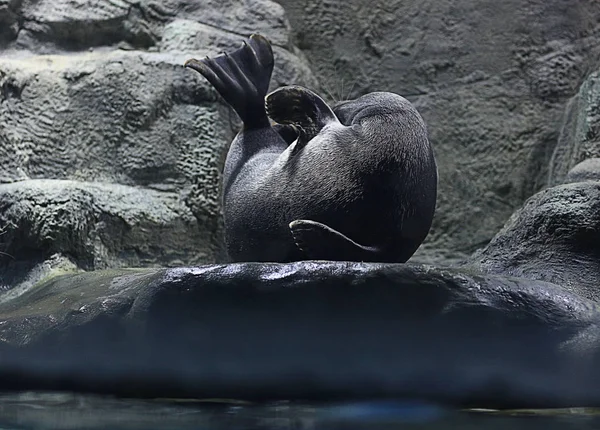 Sello en piedra gris — Foto de Stock