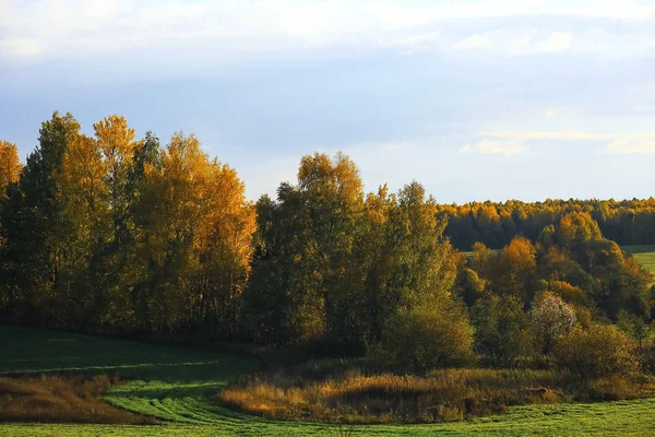 Bosque de otoño en el campo — Foto de Stock