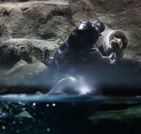Sellos en un zoológico de acuario — Foto de Stock