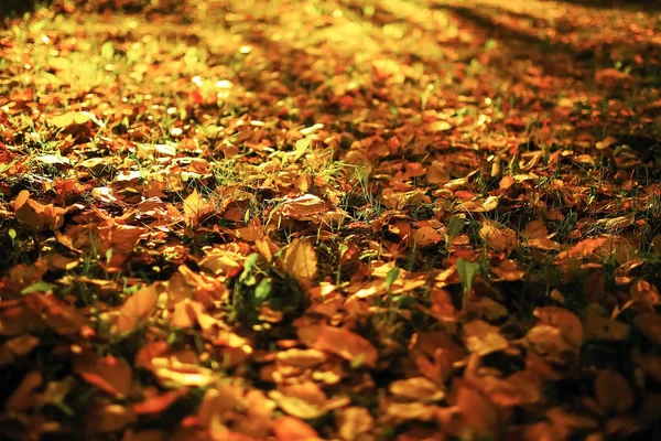 Sonniges Wetter im Herbstpark — Stockfoto