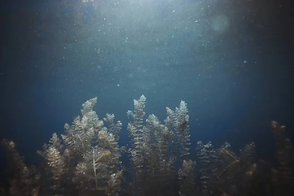 Морское дно с водорослями и кораллами — стоковое фото