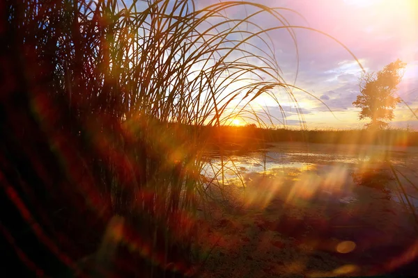 Grass near the water at sunset — Stock Photo, Image