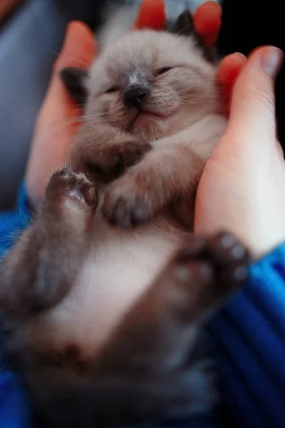 Kotek trzymając się za ręce — Zdjęcie stockowe